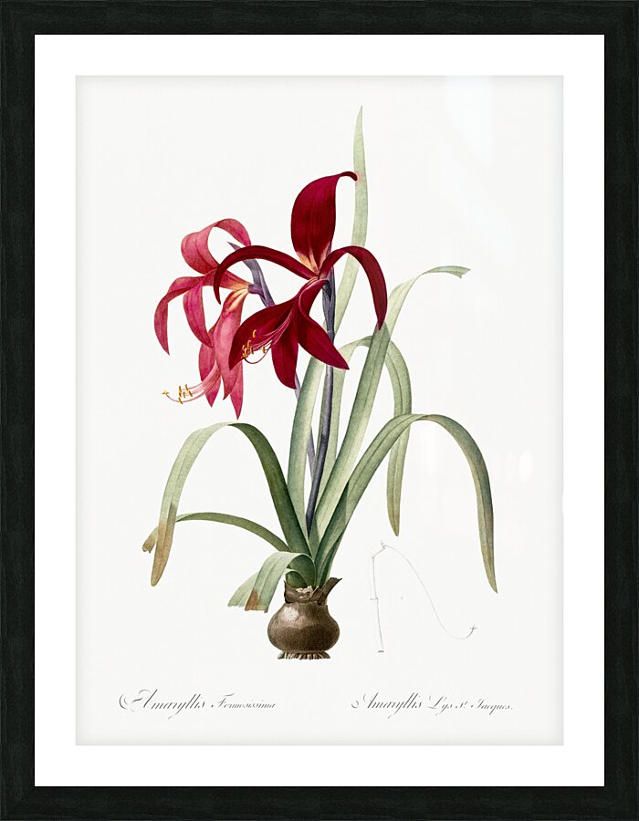 Lily illustration  Picture Frame print