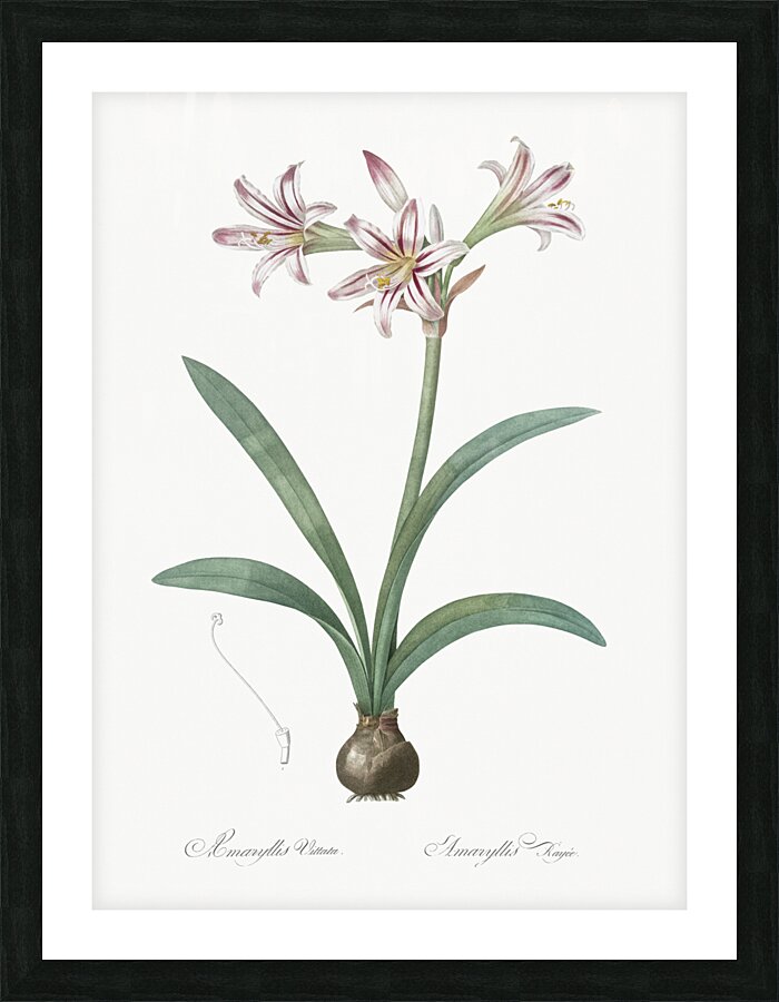 Amaryllis illustration  Picture Frame print