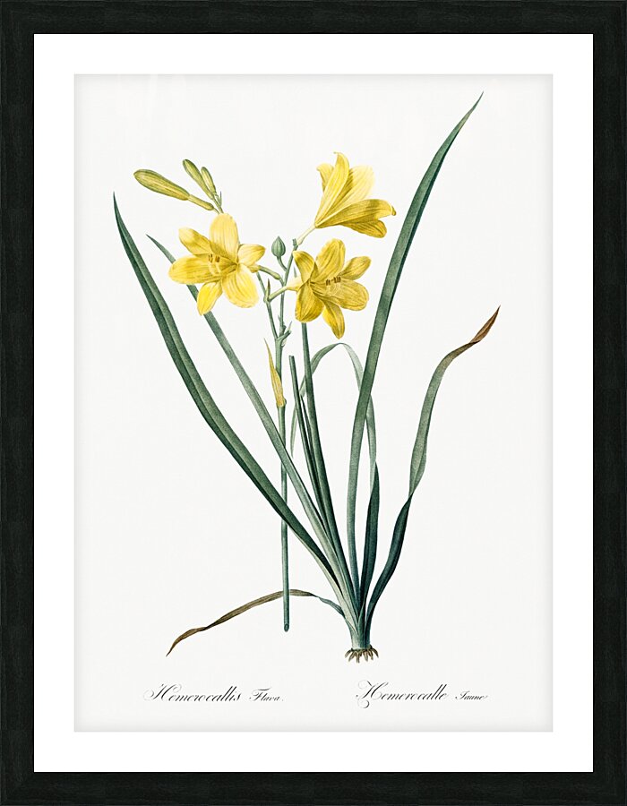 Daylily illustration  Picture Frame print