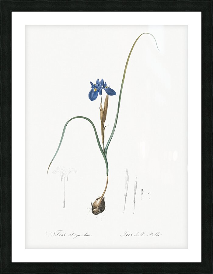 Barbary Nut illustration  Picture Frame print