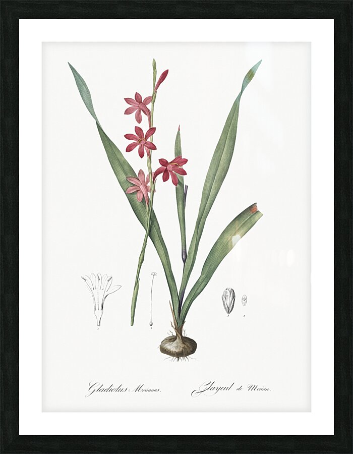 Watsonia illustration  Picture Frame print