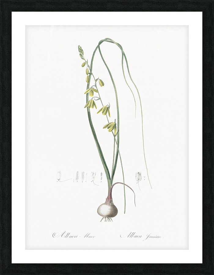 Albuca illustration Picture Frame print