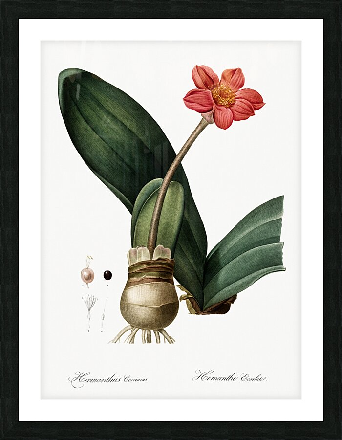 Blood lily illustration  Picture Frame print