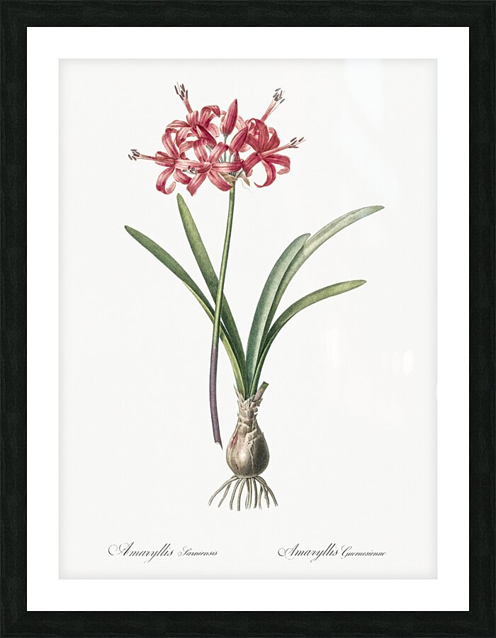 Guernsey lily illustration  Picture Frame print