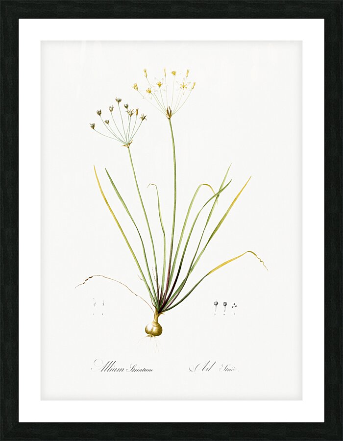 Allium straitum illustration  Picture Frame print
