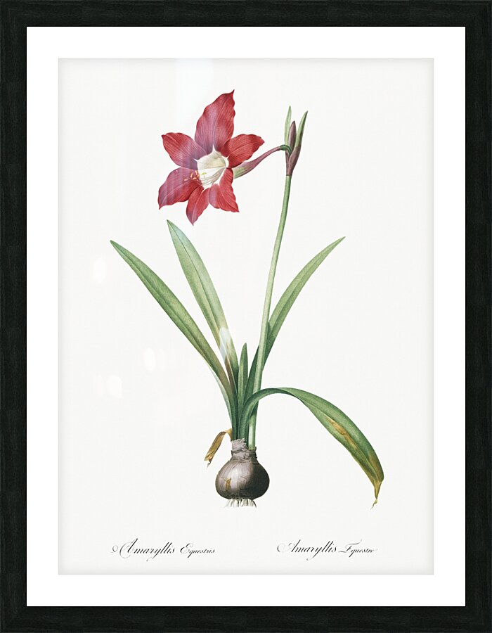 Hippeastrum illustration  Picture Frame print