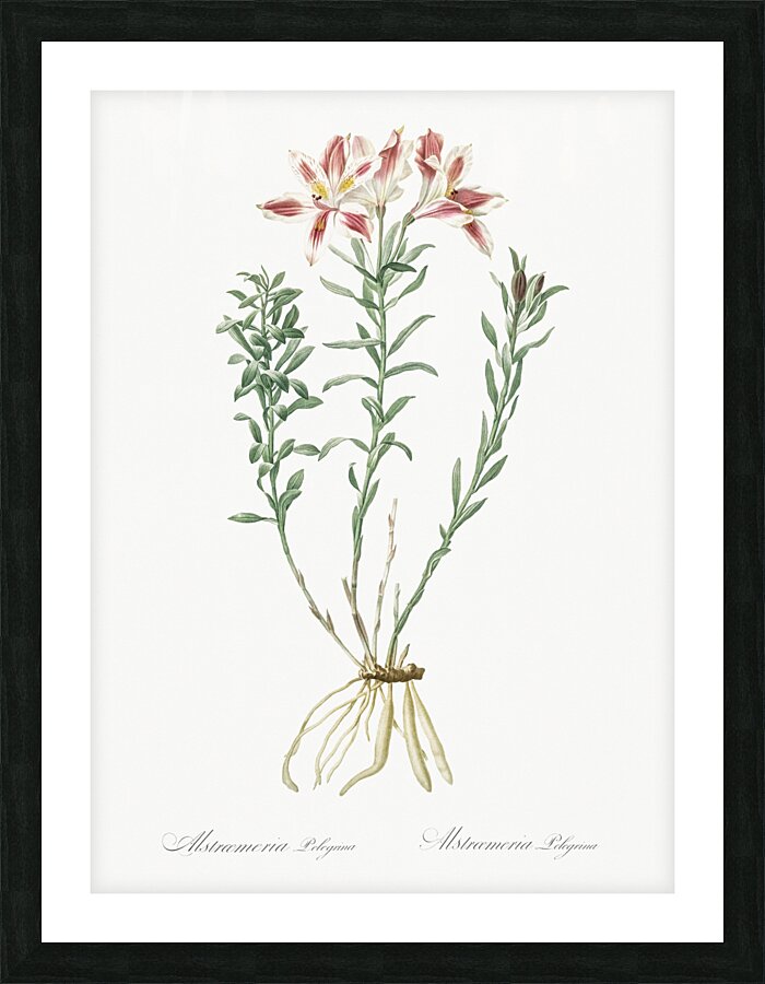 Lily of the Incas illustration  Picture Frame print