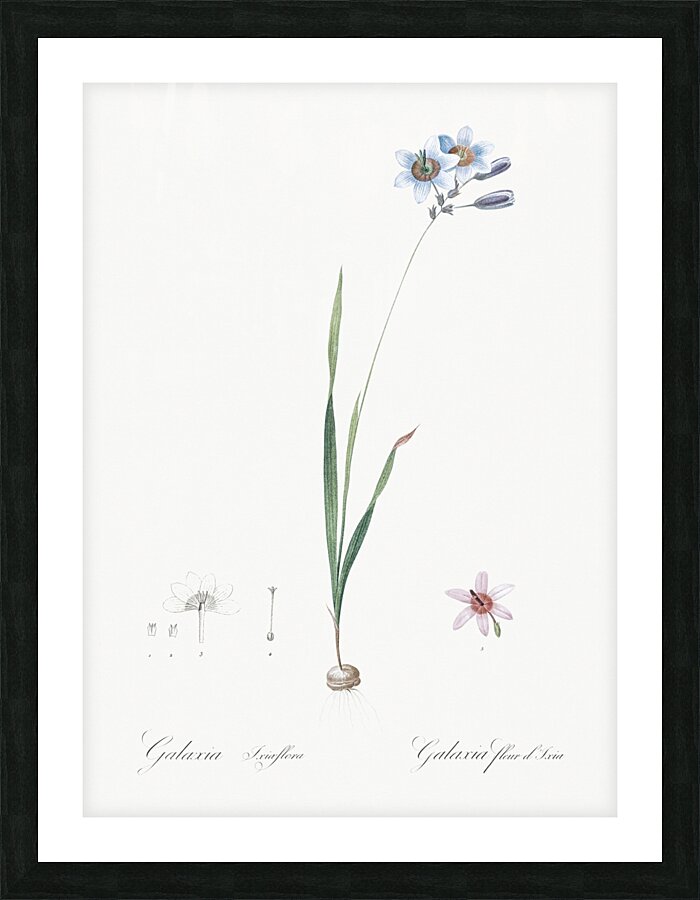 Galaxia ixiaeflora illustration  Picture Frame print