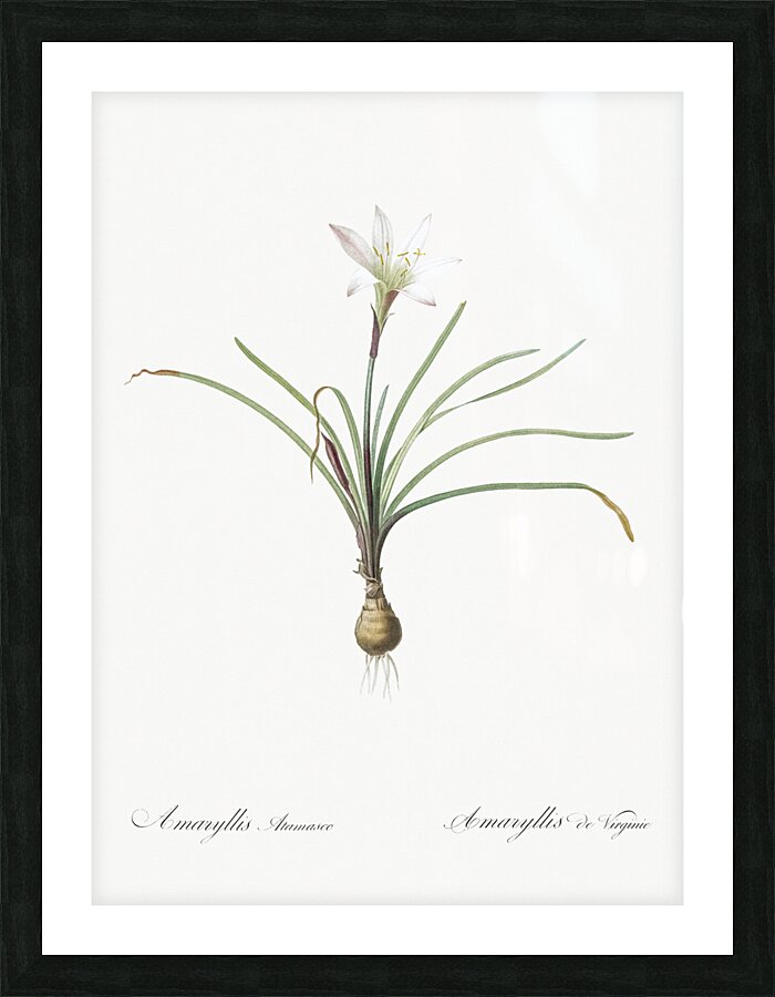 Rain lily illustration  Picture Frame print