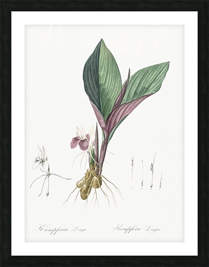 Koemferia longa illustration  Picture Frame print