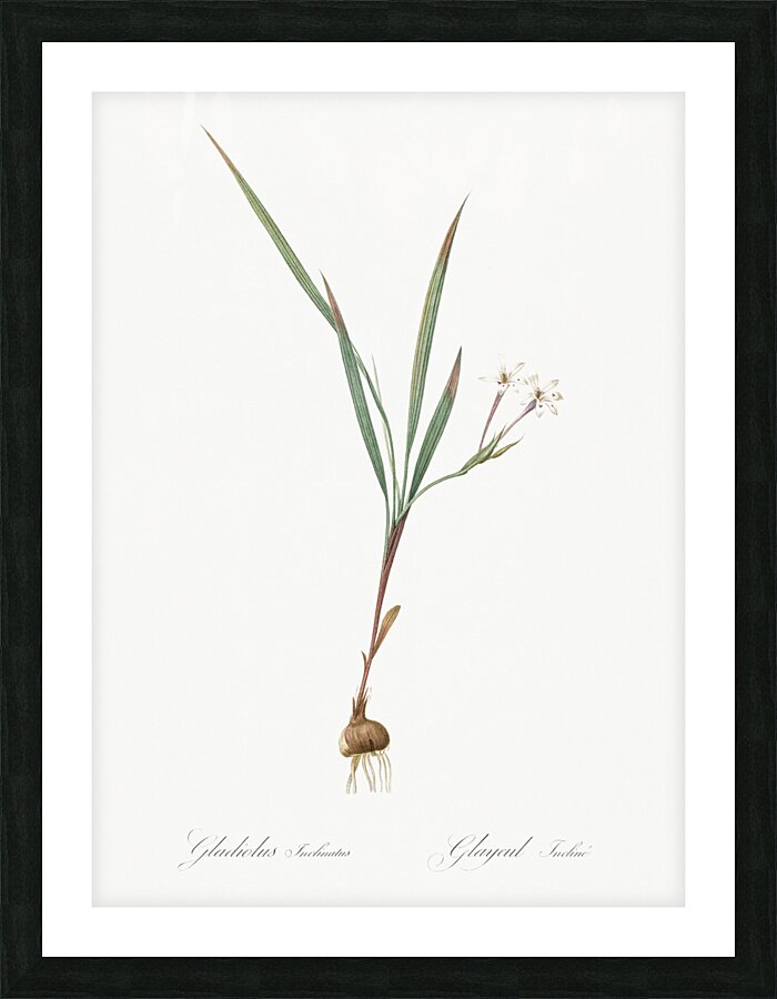 Gladiolus inclinatus illustration  Picture Frame print