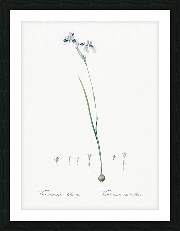 Vieusseuxia glaucopis illustration  Picture Frame print