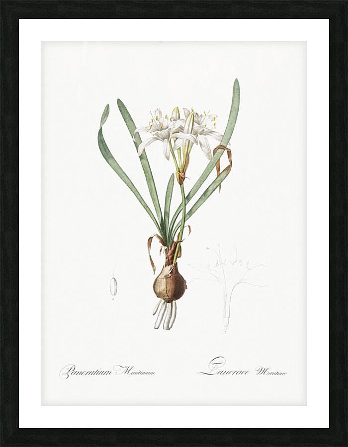 Sea daffodil illustration  Picture Frame print