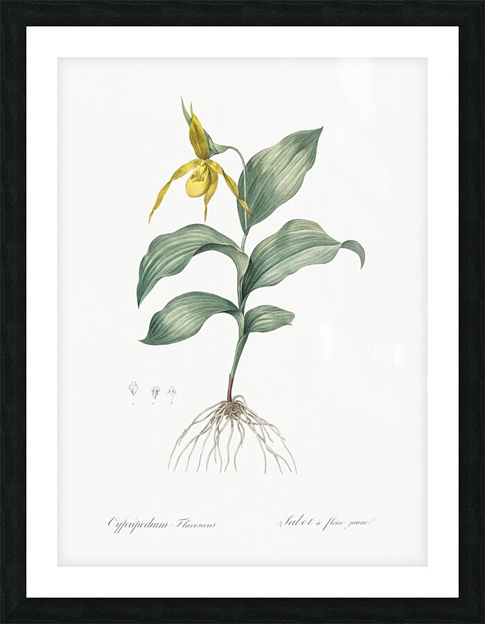 Yellow Lady Slipper Orchid illustration Picture Frame print