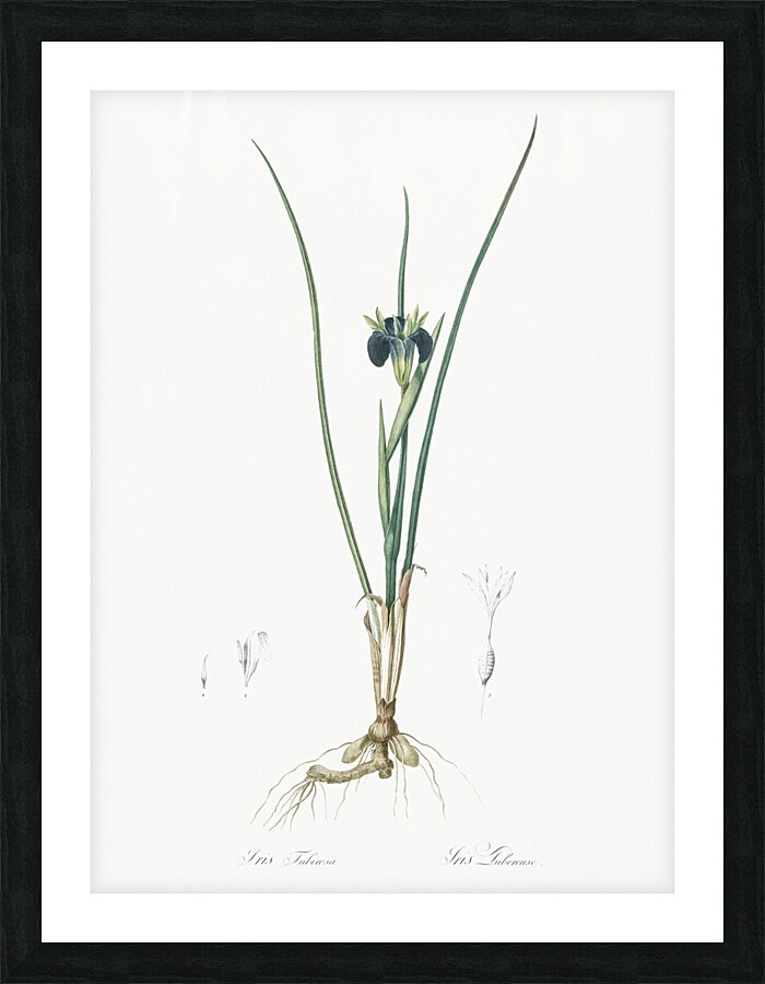 Snake head illustration  Picture Frame print