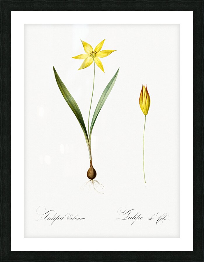 Tulipa celsiana illustration  Picture Frame print
