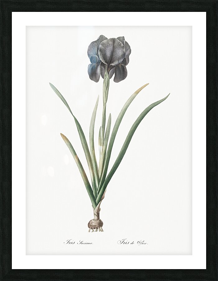 Mourning iris illustration  Picture Frame print