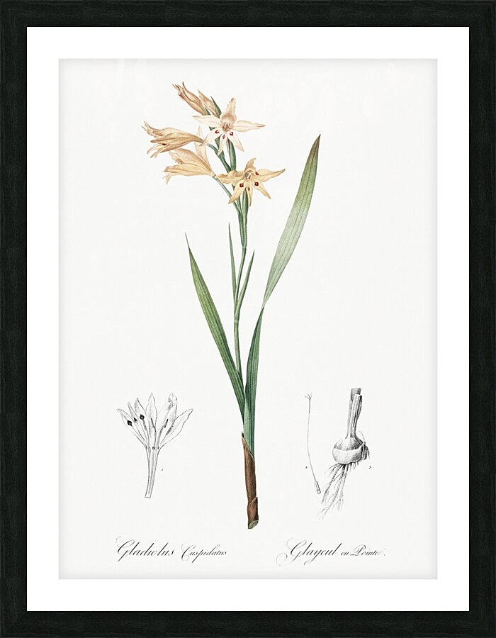 Gladiolus cuspidatus illustration  Picture Frame print