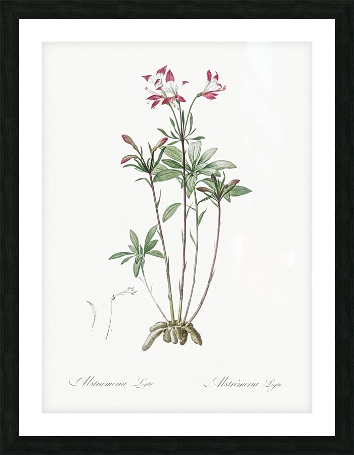 Lily of the Incas illustration  Picture Frame print