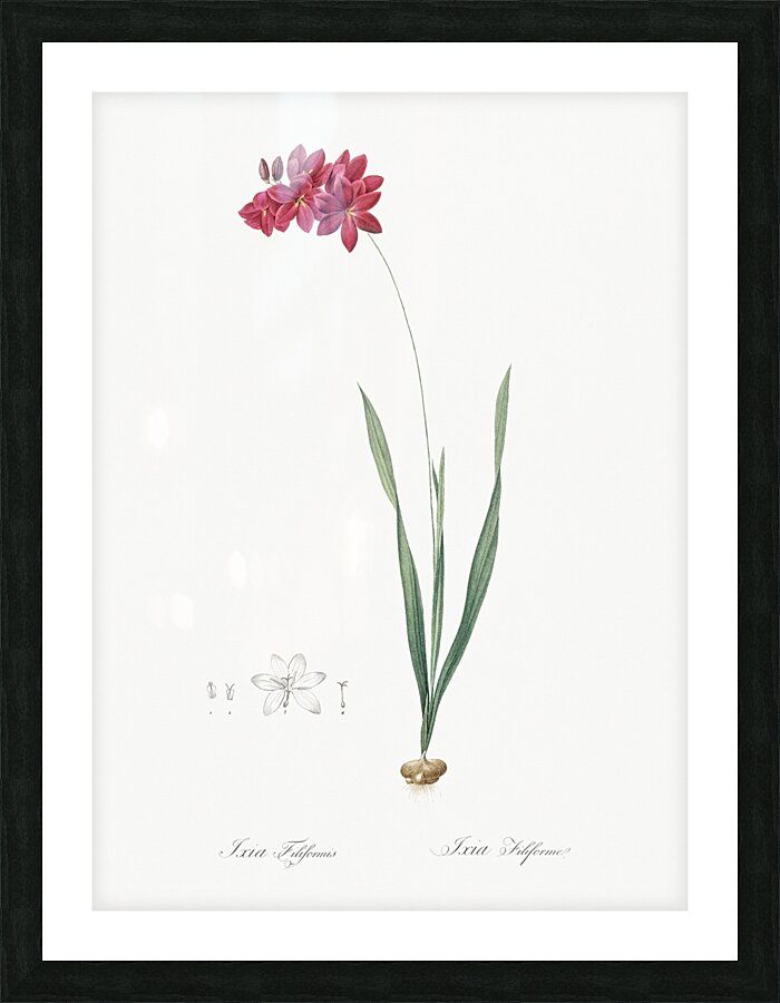 Ixia filiformis illustration  Picture Frame print