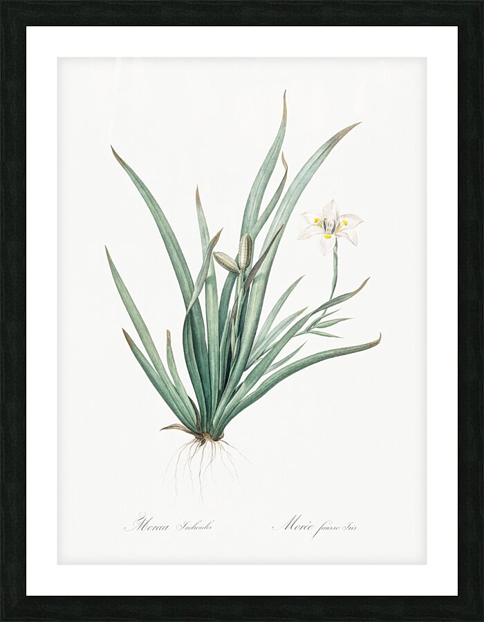 Fortnight lily illustration  Picture Frame print