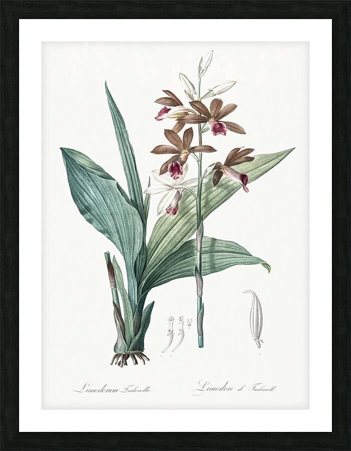 Limodorum tankervilleae illustration  Picture Frame print