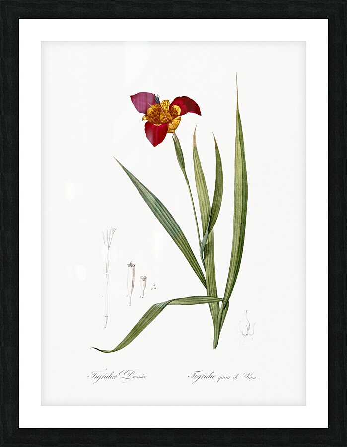 Tiger flower illustration  Picture Frame print