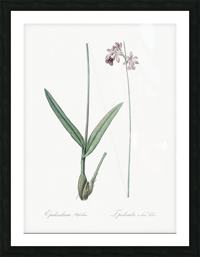Epidendrum bifidum illustration  Picture Frame print