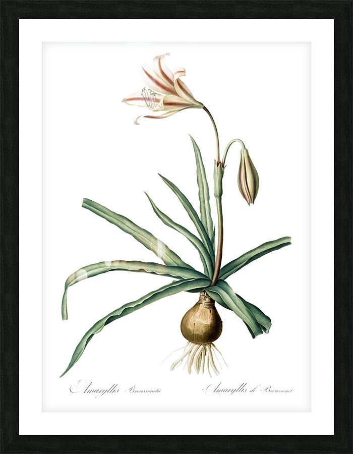 Amaryllis Broussonetii illustration  Picture Frame print