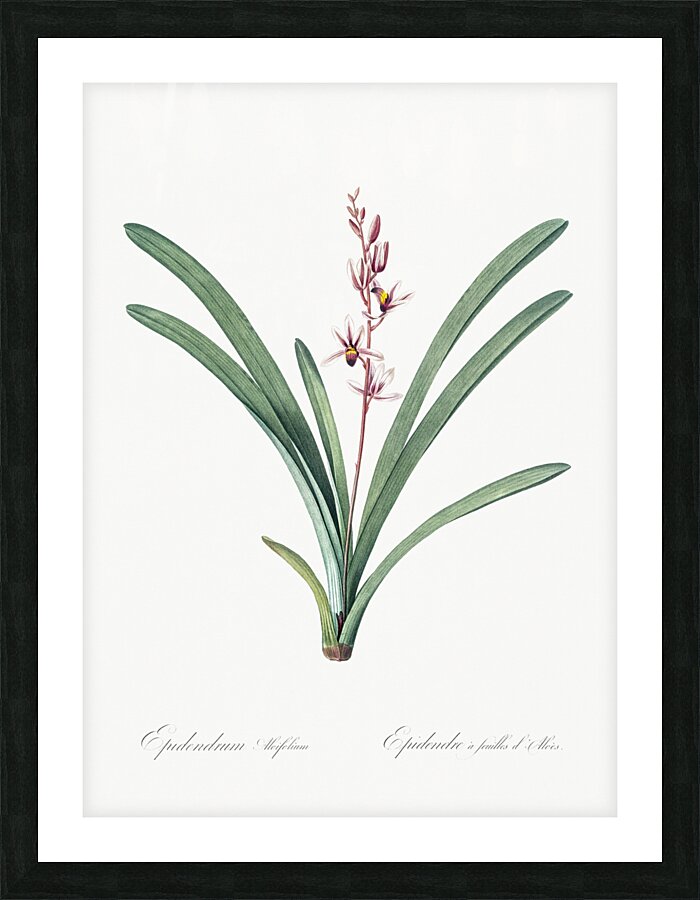Boat orchid illustration  Picture Frame print