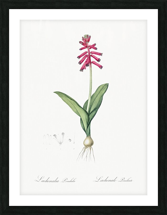 Lachenalia pendula illustration  Picture Frame print