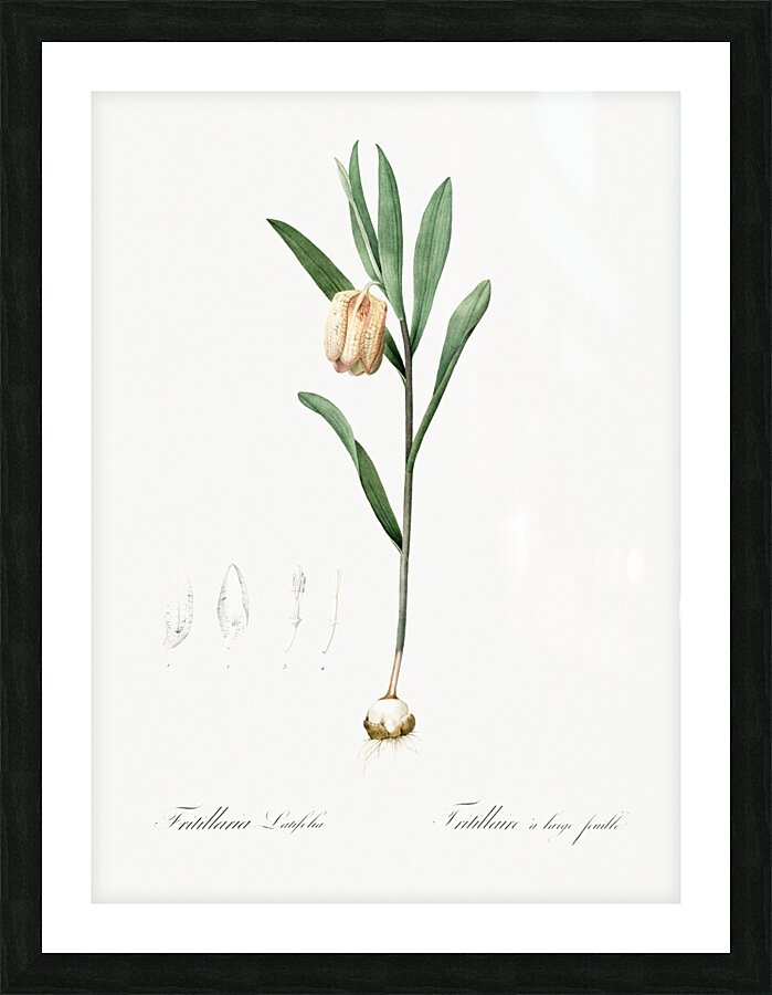 Lachenalia pendula illustration  Picture Frame print