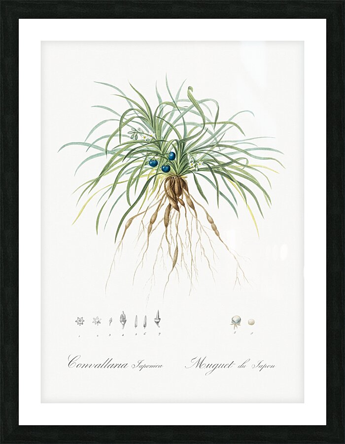 Convallaria japonica illustration  Picture Frame print