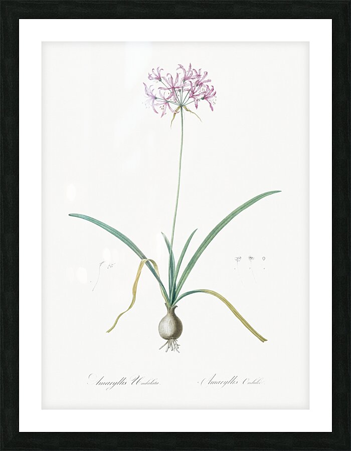 Amaryllis undulata illustration  Picture Frame print