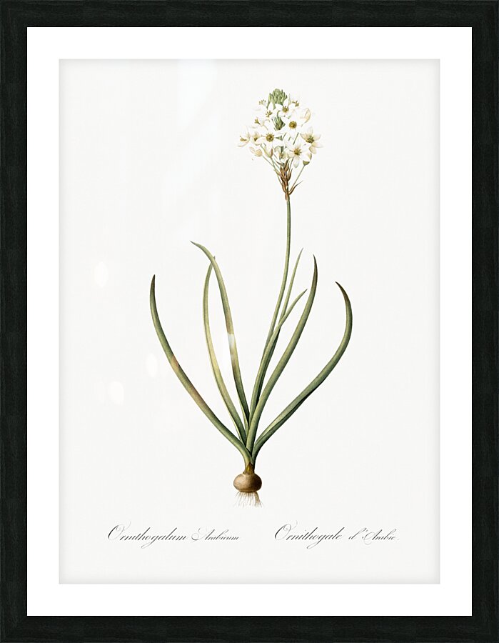 Arabian starflower illustration  Picture Frame print