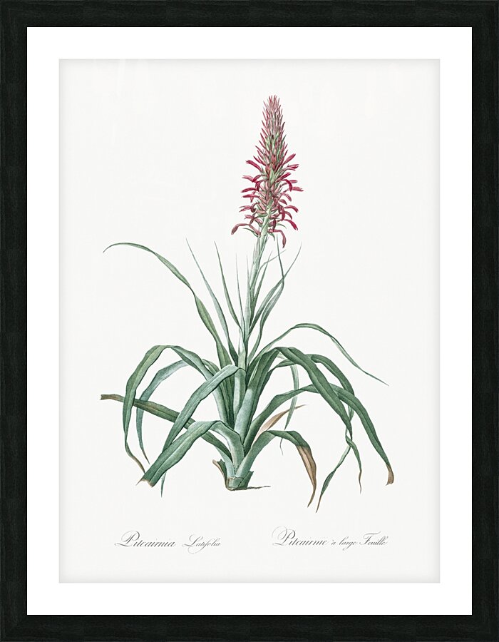 Pina cortadora illustration  Picture Frame print