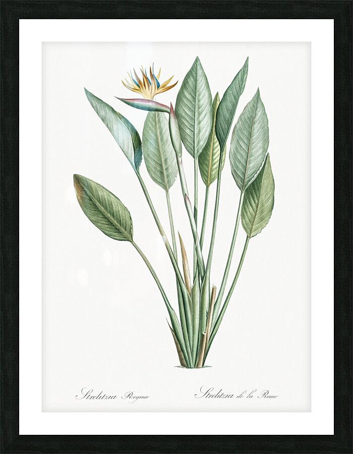 Bird of paradise illustration  Picture Frame print
