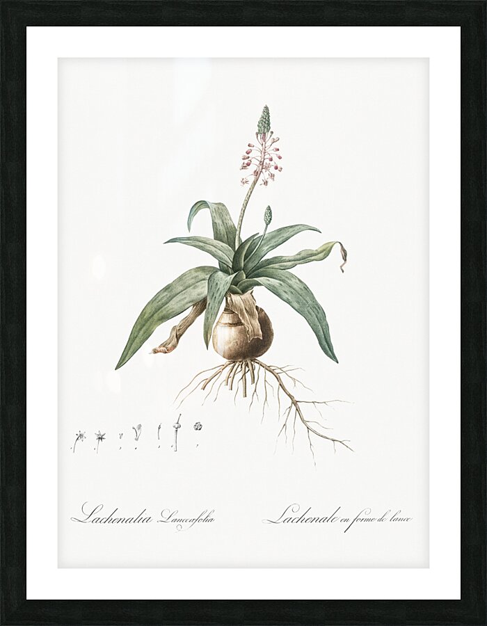 Lachenalia lanceaefolia illustration  Picture Frame print