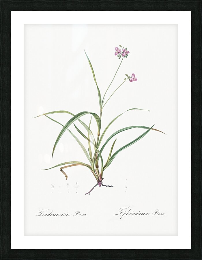 Spiderwort illustration  Picture Frame print