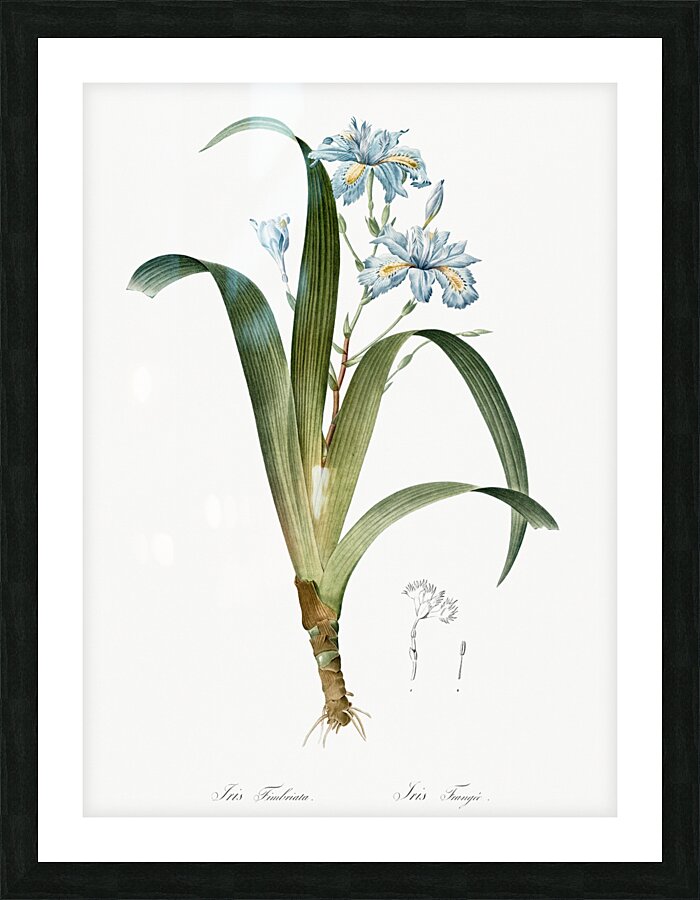 Iris fimbriata illustration  Picture Frame print