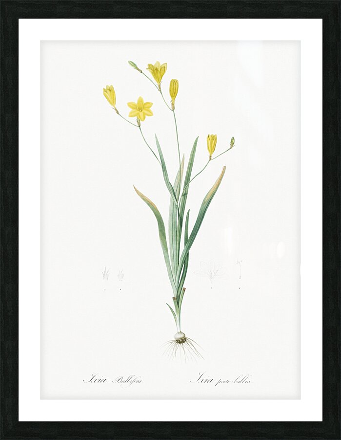 Ixia bulbifera illustration  Picture Frame print