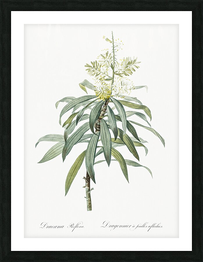 Pleomele illustration  Picture Frame print