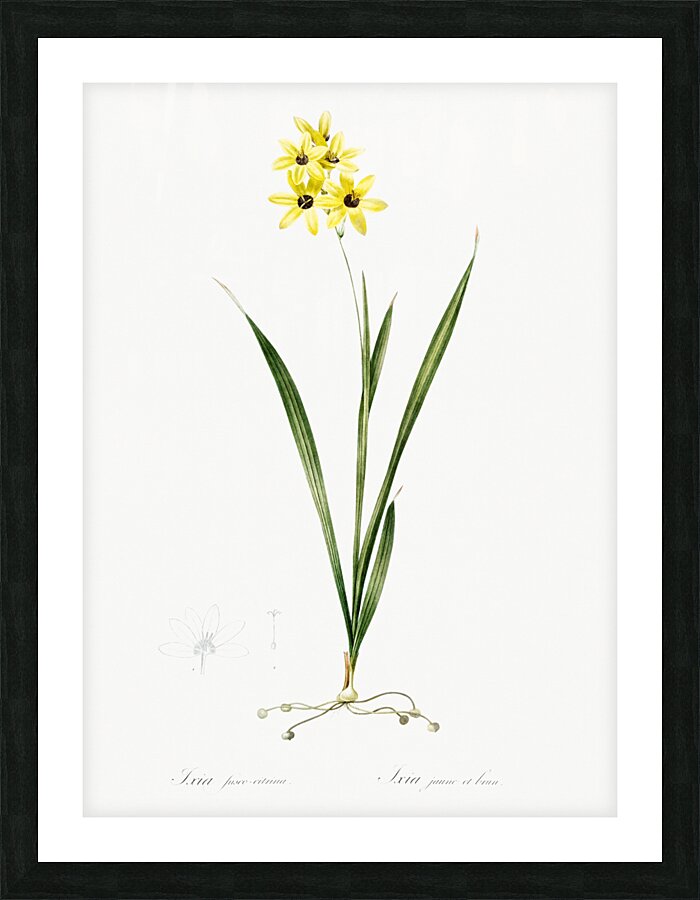 Ixia fusco citrina illustration  Picture Frame print