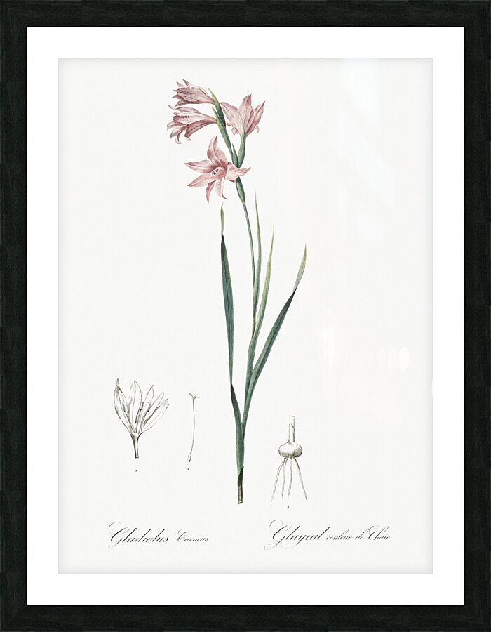 Painted lady illustration  Picture Frame print