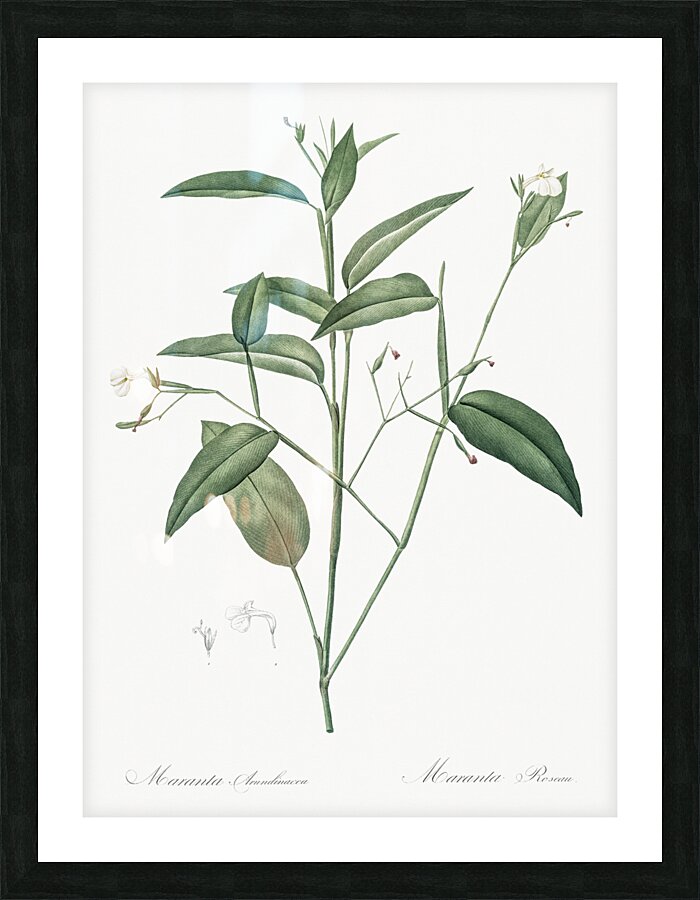 Maranta arundinacea illustration  Picture Frame print