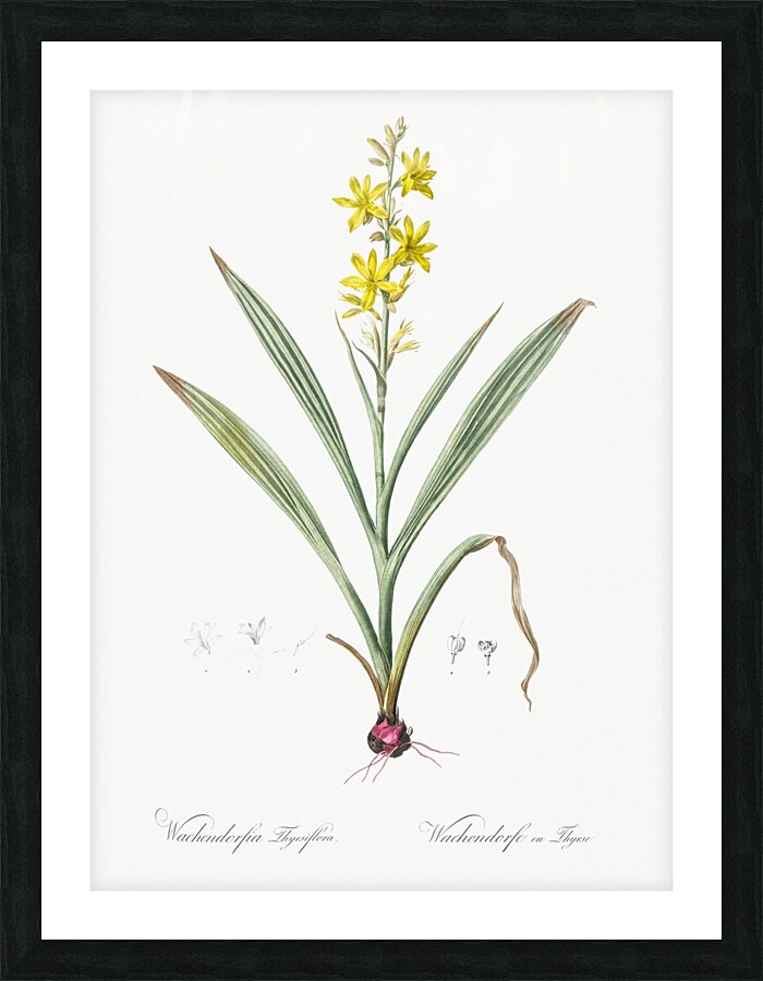 Wachendorfia thyrsiflora illustration  Picture Frame print