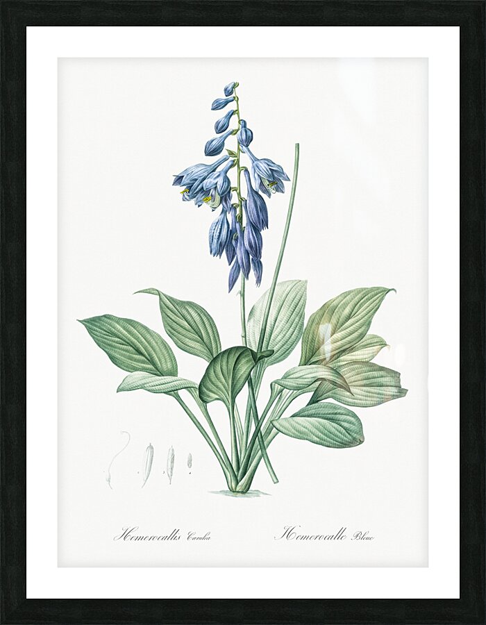 Daylily illustration  Picture Frame print