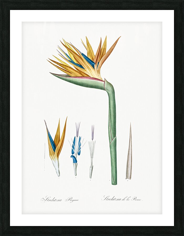 Bird of paradise illustration  Picture Frame print