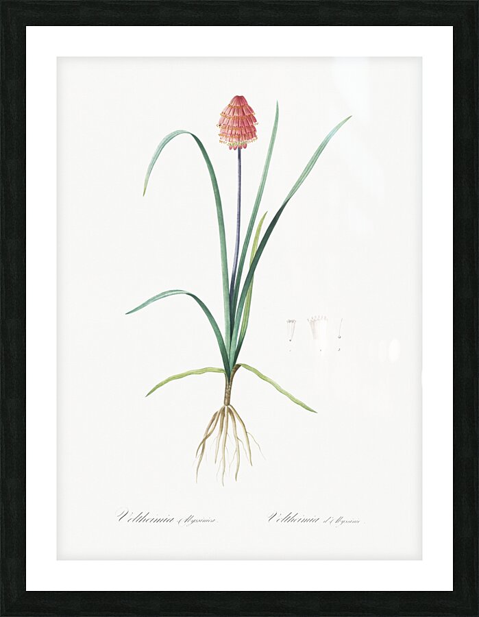 Veltheimia abyssinica illustration  Picture Frame print