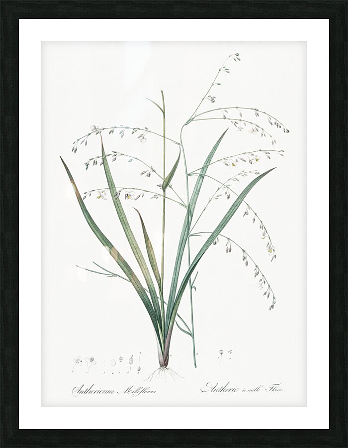 Veltheimia abyssinica illustration  Picture Frame print